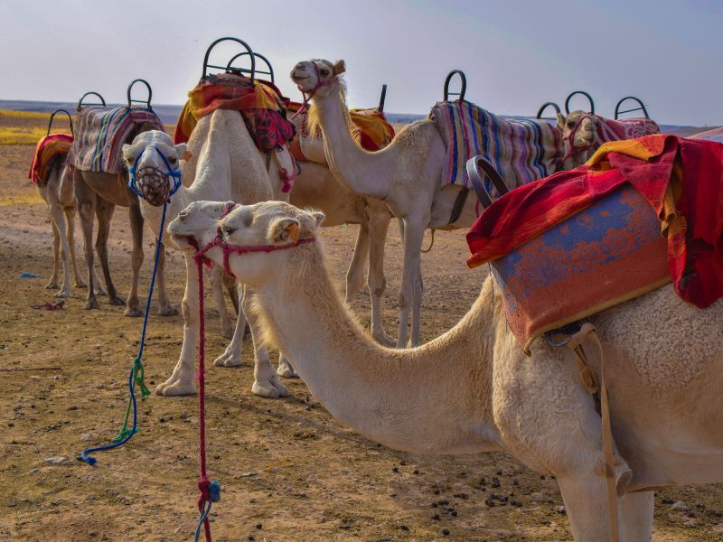Agafay Desert Camels