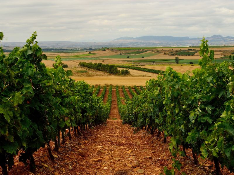 La Rioja Vineyard S.S Image 5